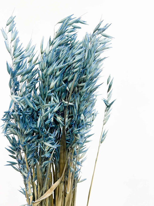 DAMIANO » Mazzo di Avena coltivata azzurra