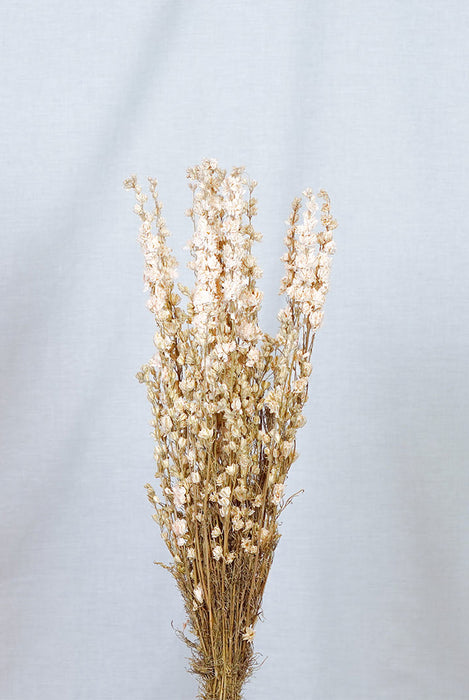 ZOE » delphinium bianco