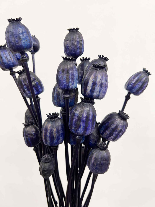 DIEGO » Mazzo di porta semi del Papavero blu