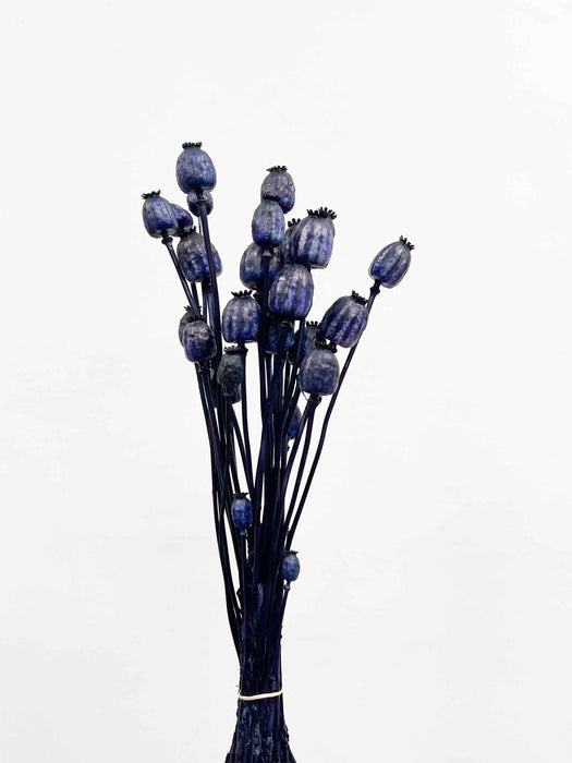 DIEGO » Mazzo di porta semi del Papavero blu