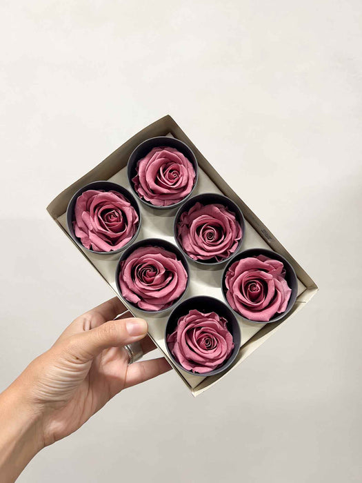 DOLORES » Box da 6 fiori di Rosa rosa antico diametro 6,5cm standard
