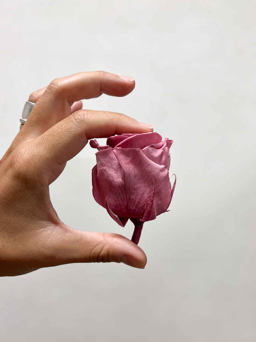 DOLORES » Box da 6 fiori di Rosa rosa antico diametro 6,5cm standard