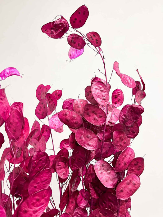 DRUSILLA » Mazzo di Lunaria naturale fucsia