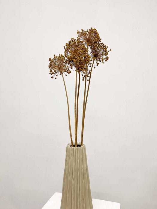 EDA » Mazzo di Allium Gladiator essiccato H70