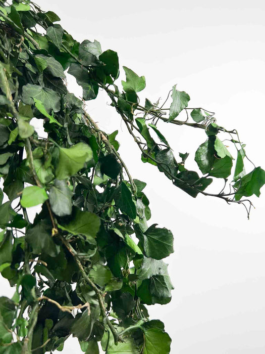 MASHA » Mazzo di Edera piccola ricadente stabilizzata verde