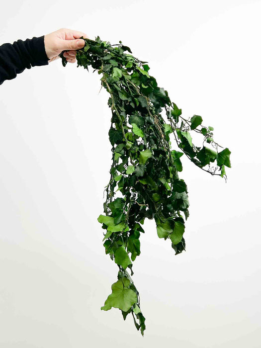 HELIX IVY » preserved green little - MASHA