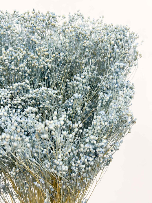 ENEA » Mazzo di Broom Bloom celeste