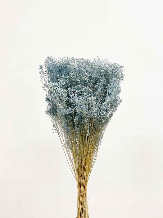BROOM BLOOM » light blue - ENEA