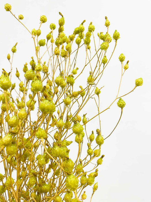 ELISA » Argentina verde