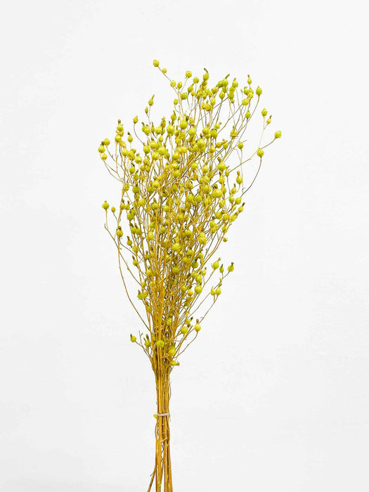 ELISA » Argentina verde