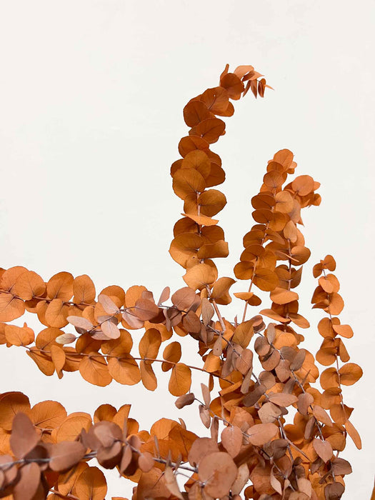 NADIA » Mazzo di Eucalipto Stuartiana stabilizzato arancione