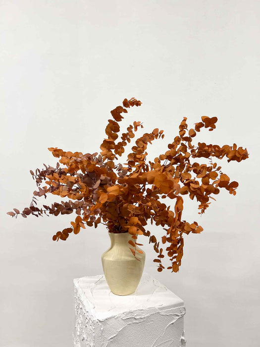 EUCALYPTUS STUARTIANA » orange - NADIA
