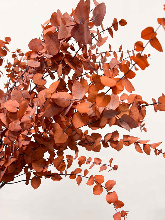 VERDIANA » Mazzo di Eucalipto Stuartiana stabilizzato arancione scuro