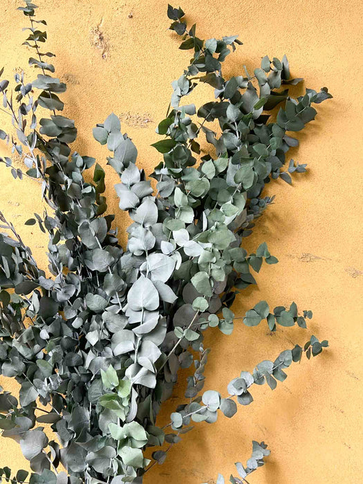 ULISSE » Eucalipto Stuartiana grande stabilizzato verde