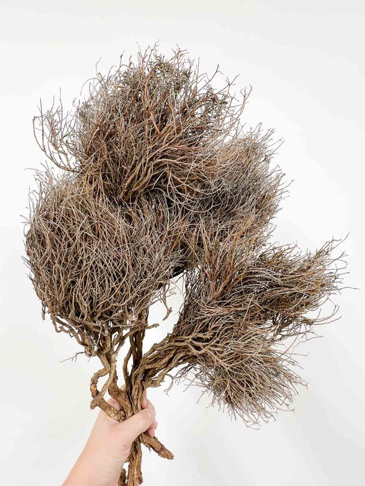 EUNICE » Mazzo di Euphorbia Spinosa naturale essiccata