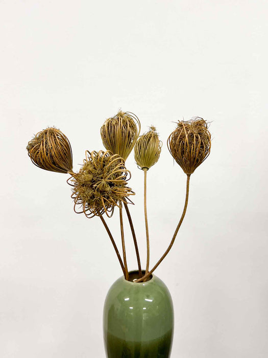 FEDERICO » Mazzo di Ammi Majus naturale grande