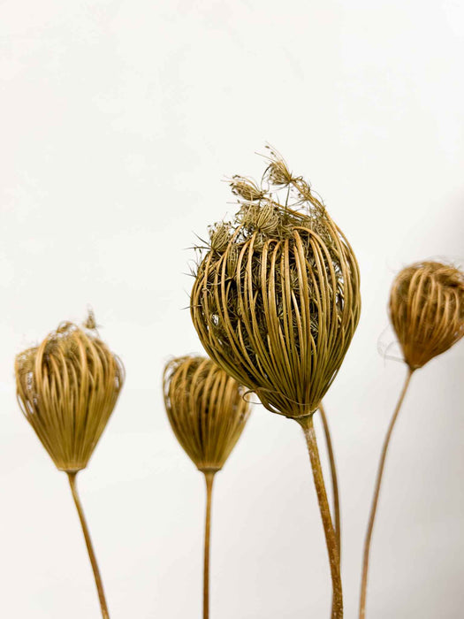 FEDERICO » Mazzo di Ammi Majus naturale grande