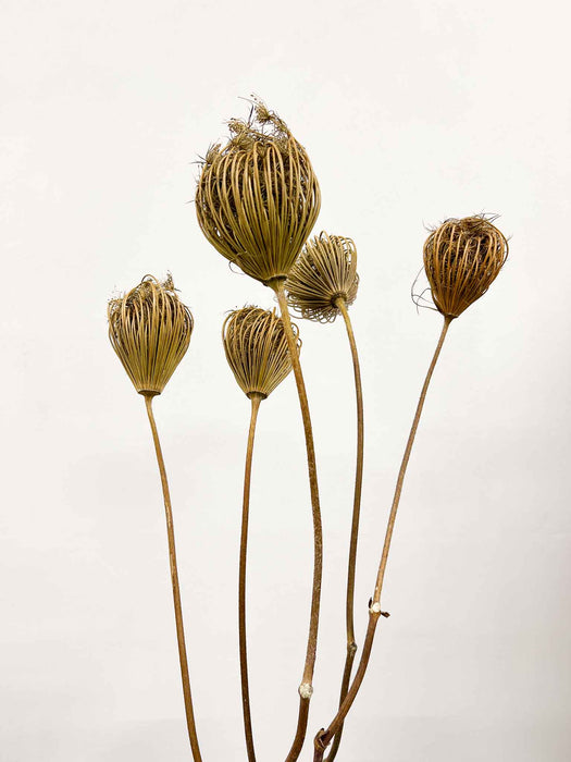AMMI MAJUS » natural - FOSCO