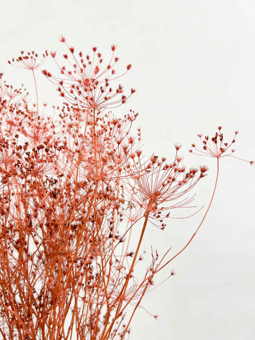 ALICE » Mazzo di Finocchio rosa essiccato