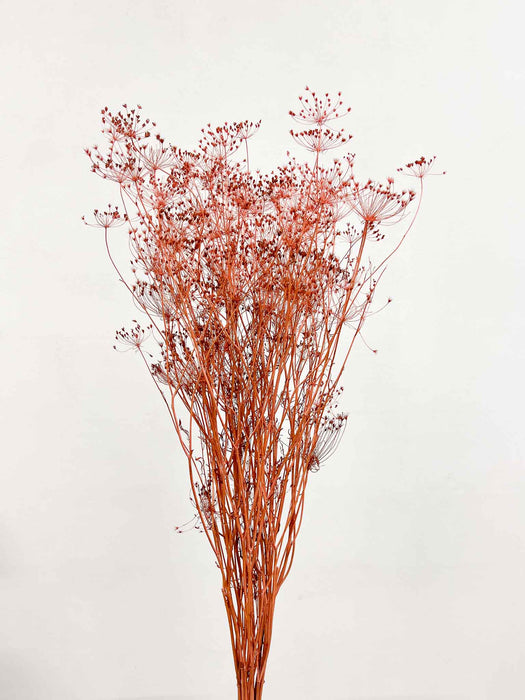 ALICE » Mazzo di Finocchio rosa essiccato