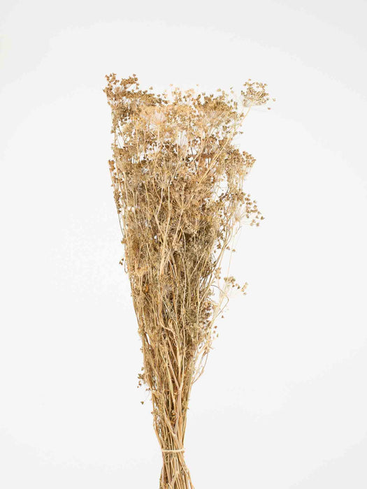 FENNEL » natural dried - TONY