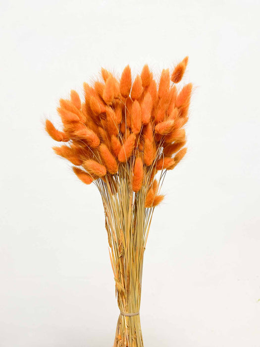 LAGURUS » orange dried - FERNANDO