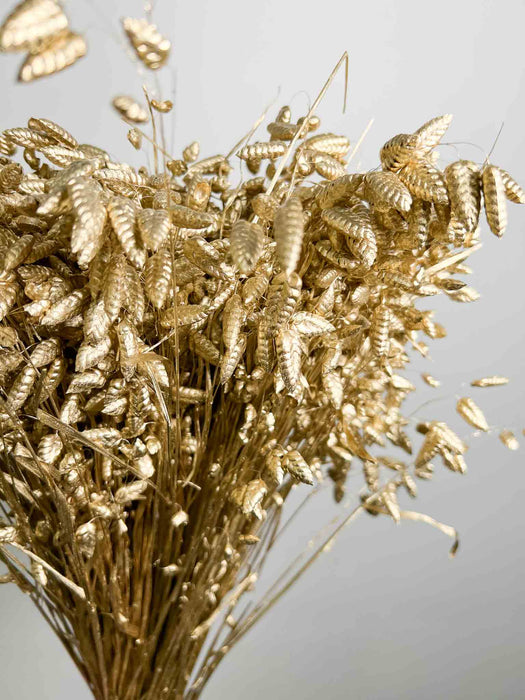 BRIGIDA » Mazzo di Briza Maxima essiccata oro