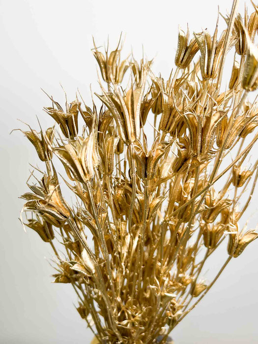 NATHAN » Mazzo di Nigella Orientalis essiccata oro
