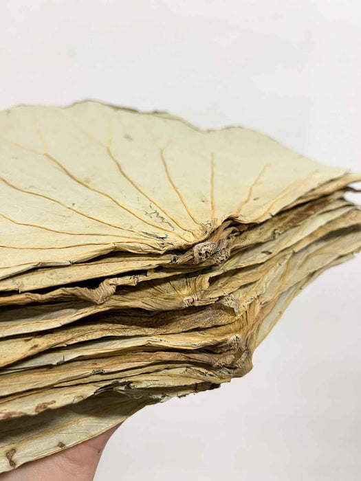 LARS » Foglia di Loto naturale essiccata