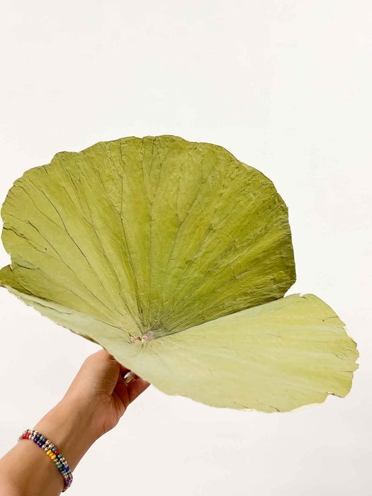LARS » Foglia di Loto naturale essiccata