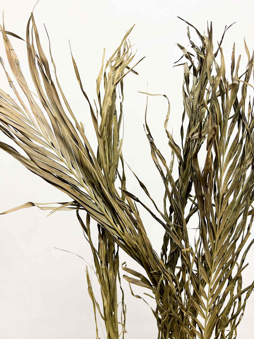 MELISSA » Foglie di Palma tagliate colorate