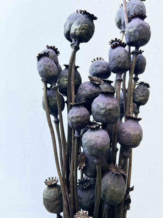 FREDDY » papavero mazzo di porta semi del papavero nero