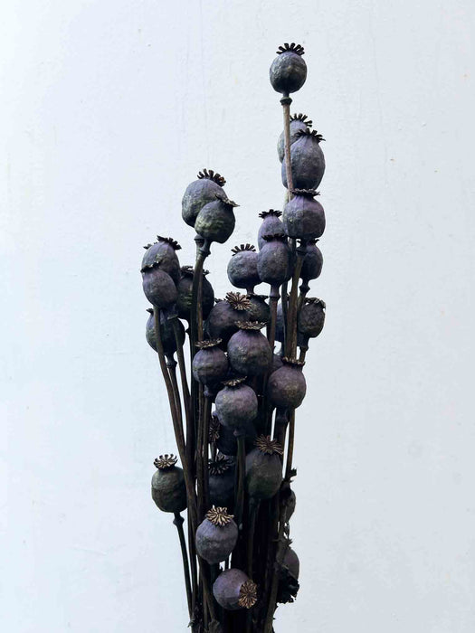 FREDDY » papavero mazzo di porta semi del papavero nero