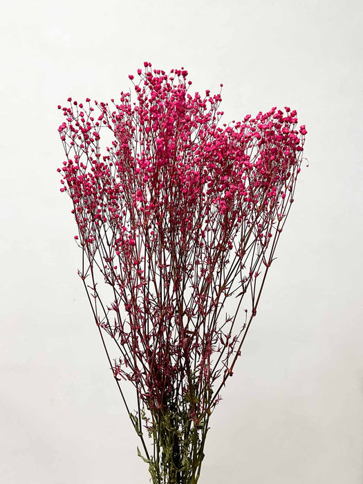 GIANNA » Mazzo di Gypsophila stabilizzata fucsia scuro