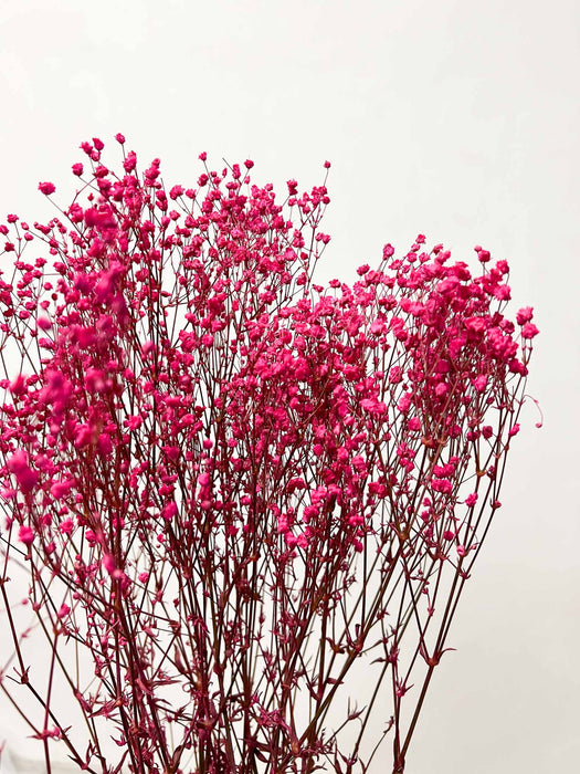 GYPSOPHILA » preserved dark fuchsia - GIANNA
