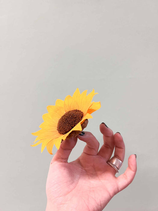 GIORGIA » Fiore del Girasole stabilizzato