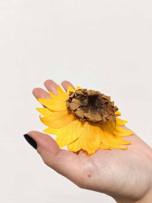 GIORGIA » Fiore del Girasole stabilizzato