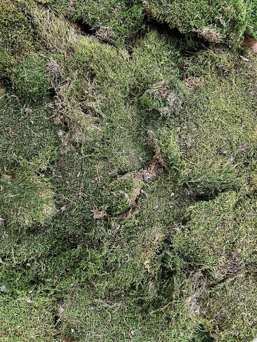 GIUSEPPE » Muschio piatto naturale essiccato 500gr