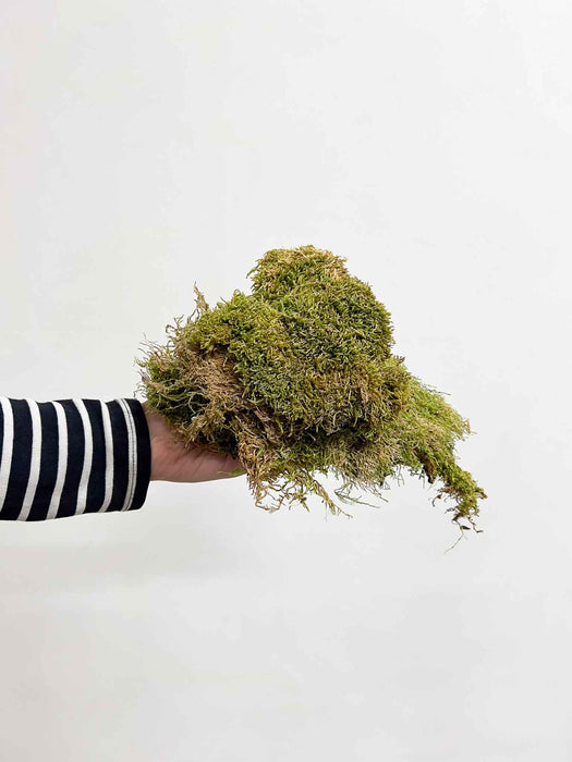 NORDIC PRESERVED MOSS » dark green - NORBERTO