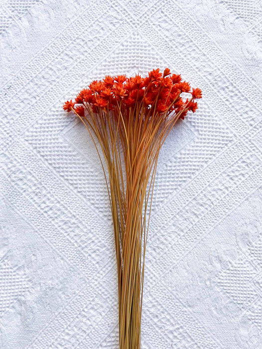 GLENDA » Mazzo per bouquet di fiori secchi arancio