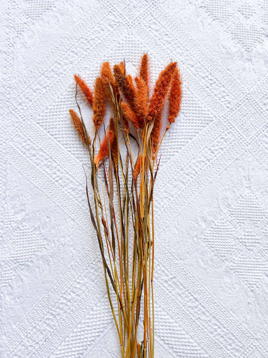 GLENDA » Mazzo per bouquet di fiori secchi arancio