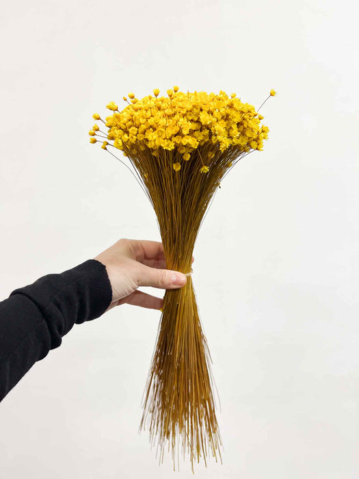 GLIXIA » yellow - MAGGIE