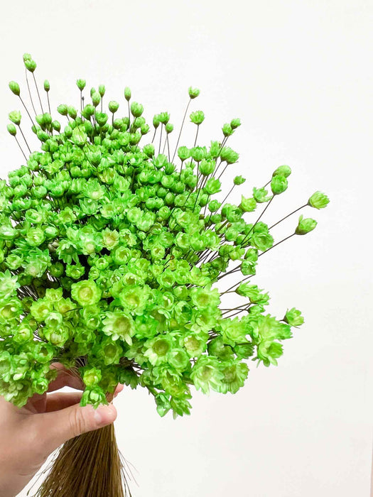 LICIA » Mazzo di fiori di Glixia verde