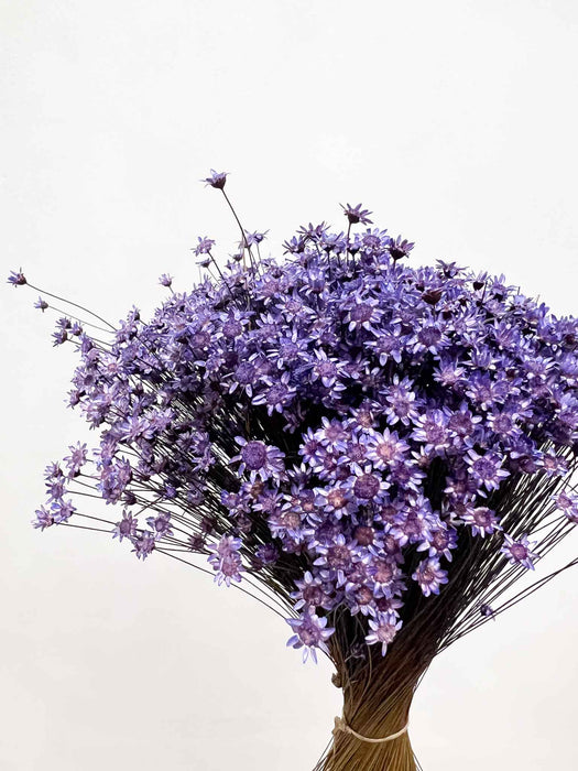FULVIA » Mazzo di fiori di Glixia viola