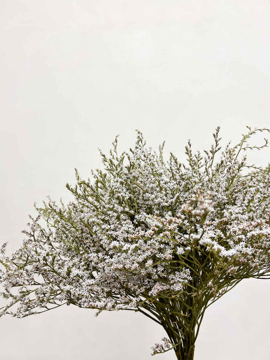 GOFFREDO » Tartarica naturale essiccata