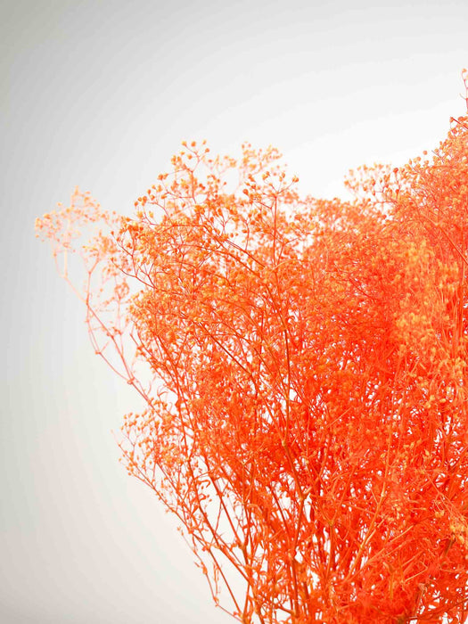 PIETRO » Mazzo di Gypsophila stabilizzata mini arancione