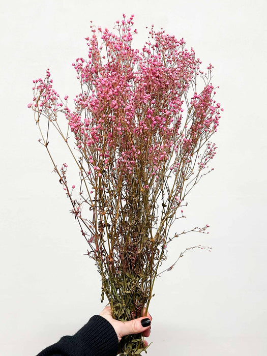 JESSICA » Mazzo di Gypsophila stabilizzata rosa
