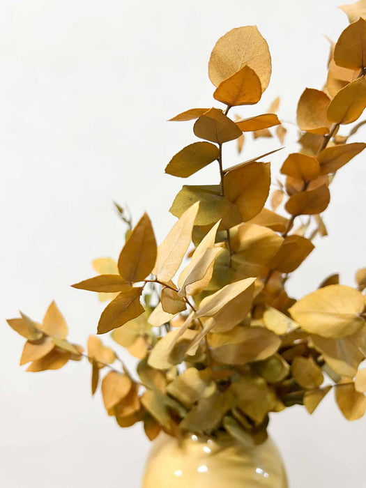 HORUS » Mazzo di Eucalipto Stuartiana stabilizzato giallo