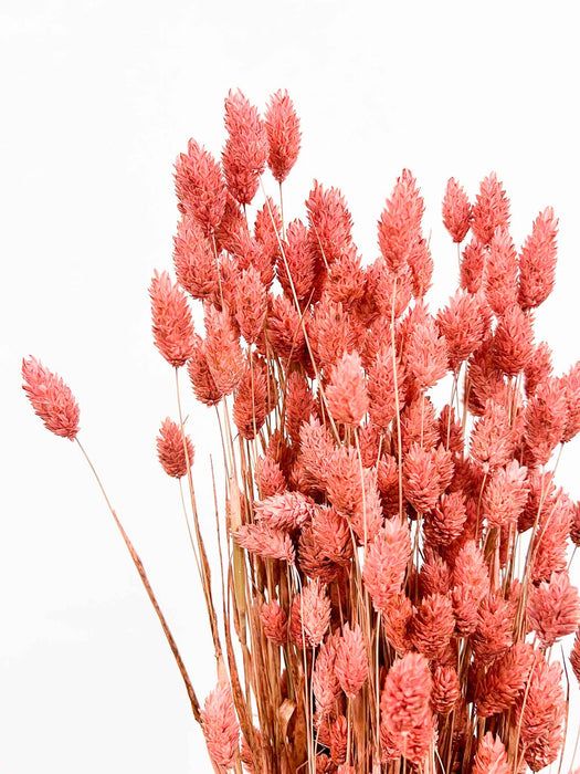 IMMA » Mazzo di Phalaris rosa antico