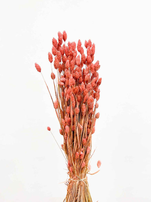 IMMA » Mazzo di Phalaris rosa antico